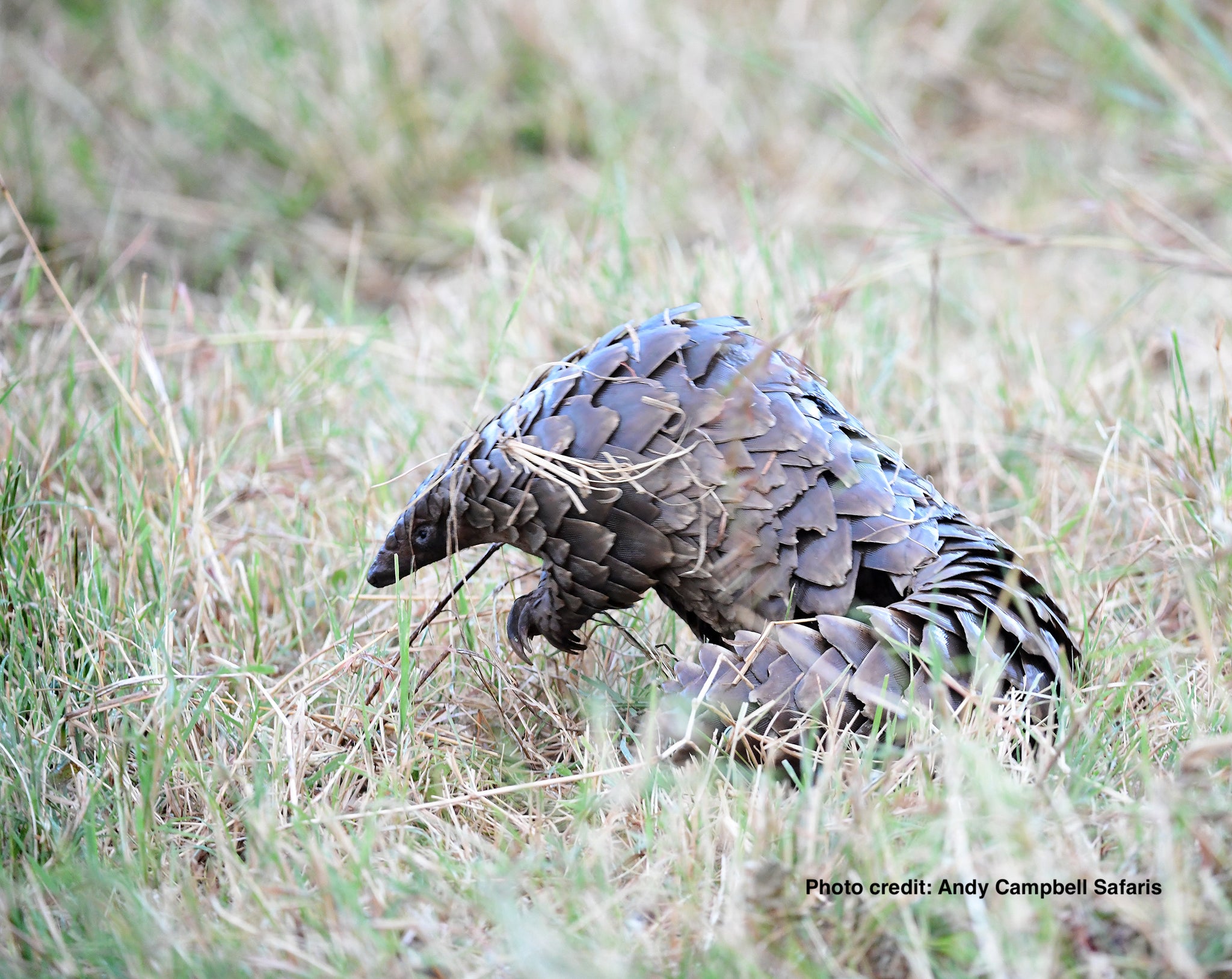 Rock and Stones partners with the Pangolin Project.