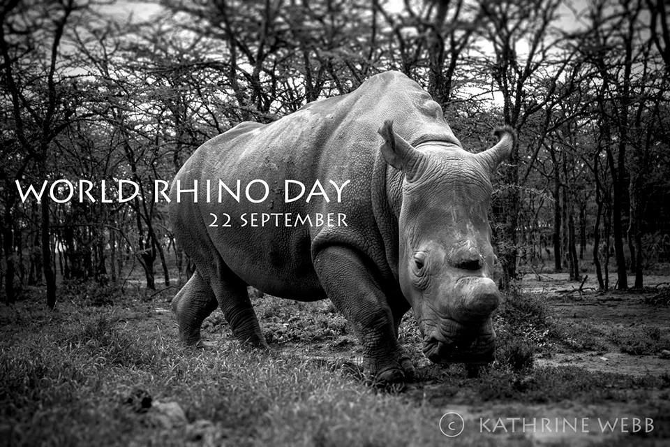 Let's Keep our Rhinos Horny - World Rhino Day 2017