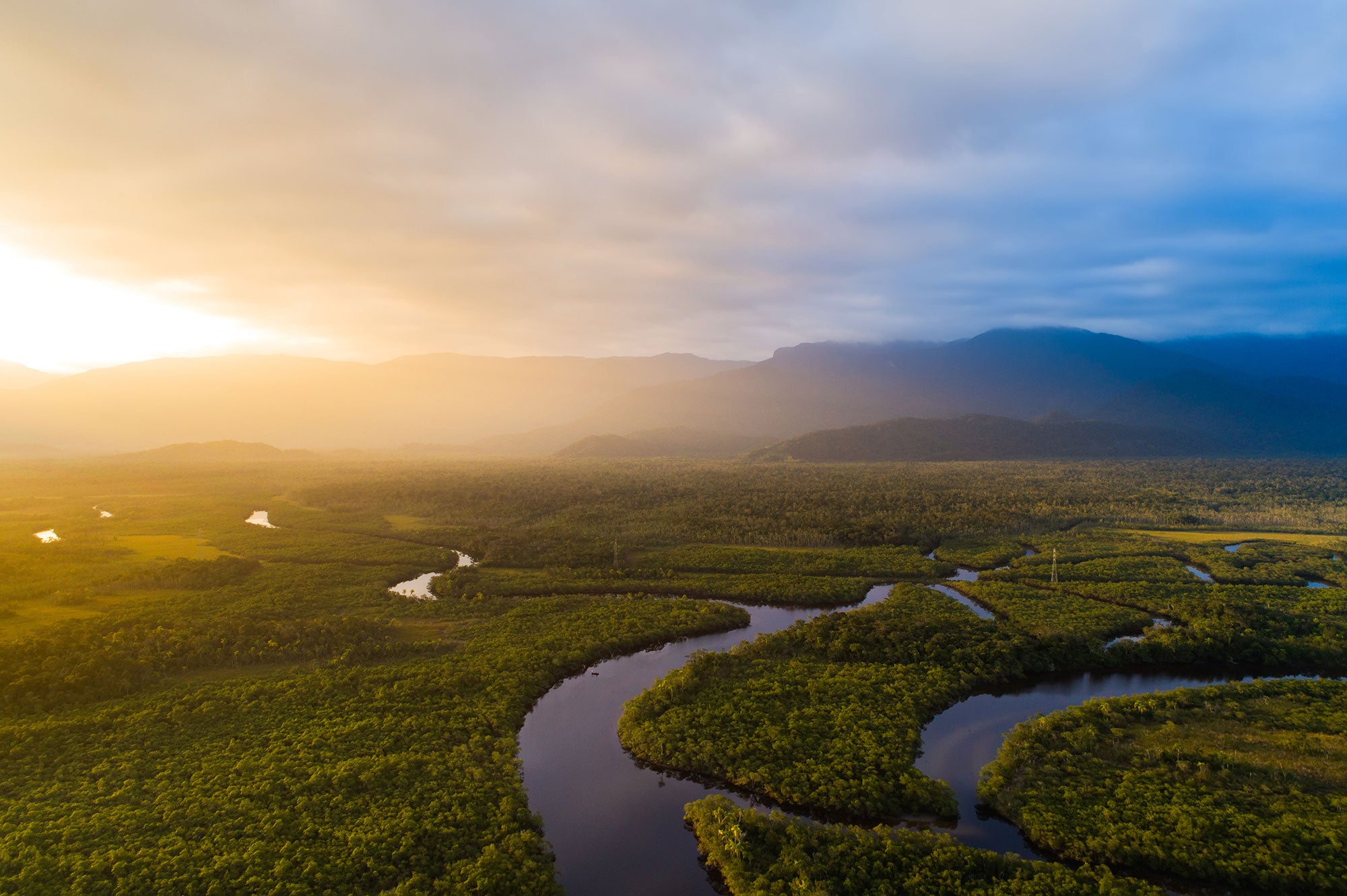 The Amazon Rainforest